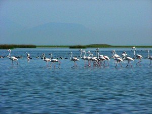 Chilika Lake & Sanctuary